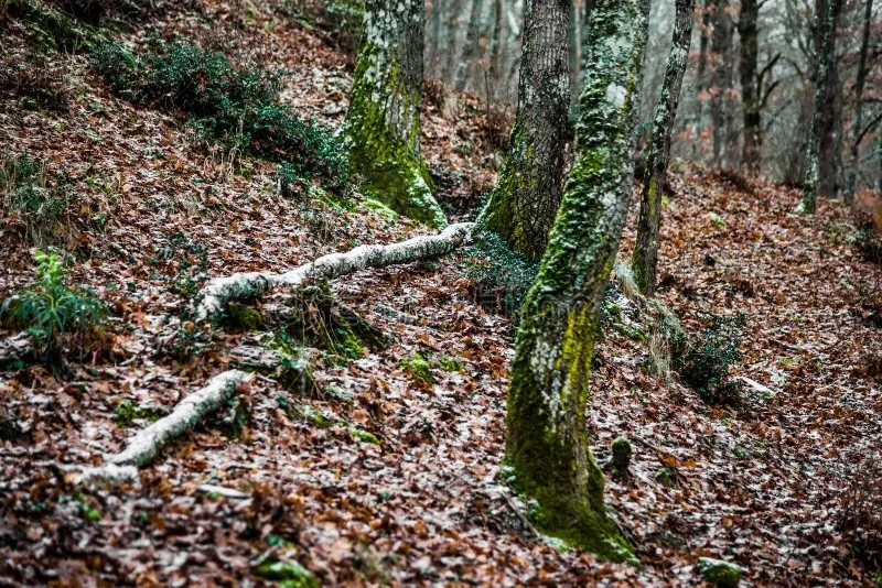 Company founded, beginning operations as a palm-estate contractor.